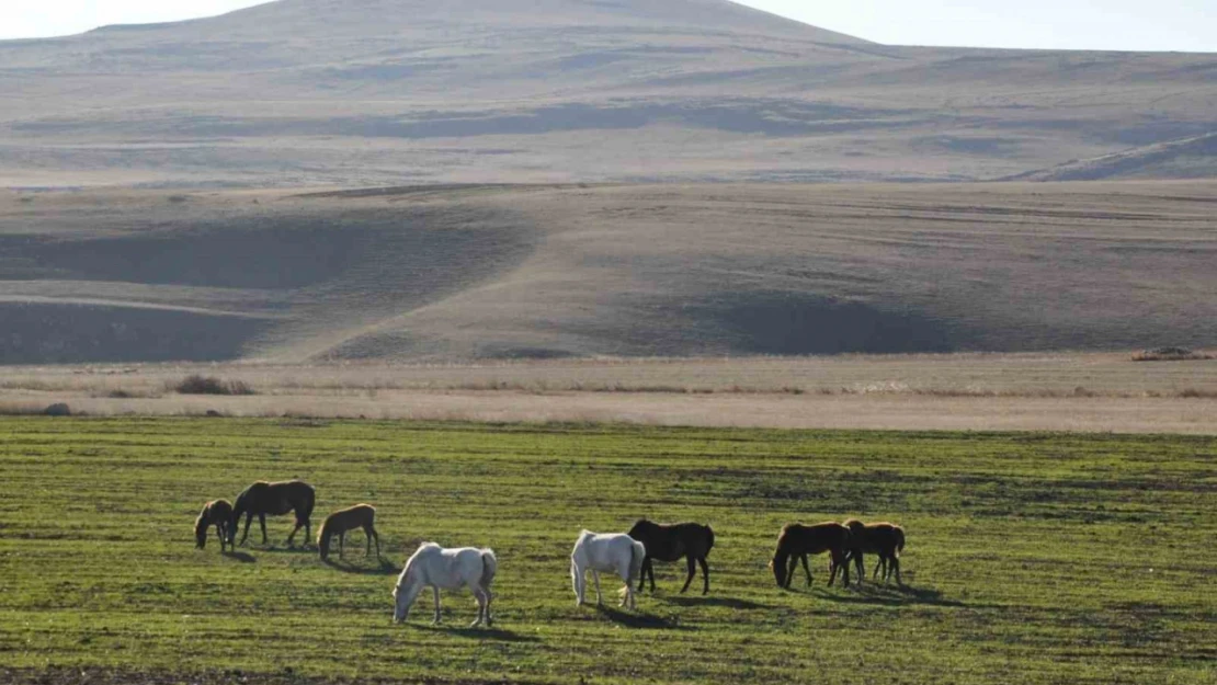 Kars'ta yılkı atları görüntülendi