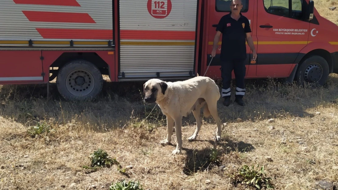 Kayalıklarda mahsur kalan köpek kurtarıldı