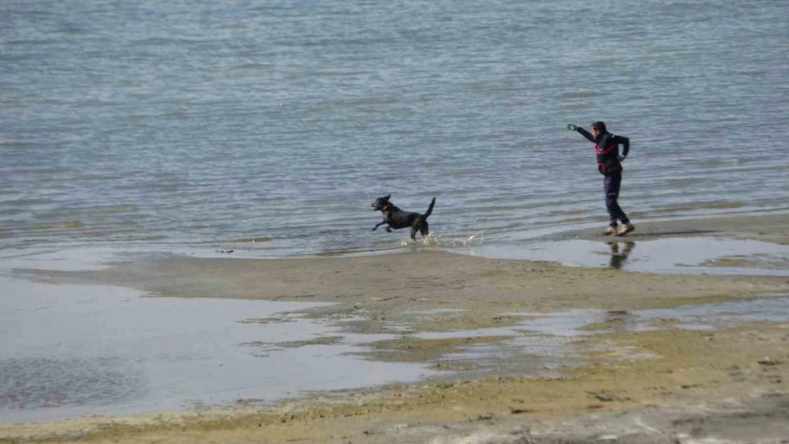 Kayıp öğrenci Rojin için AFAD'dan köpekli arama