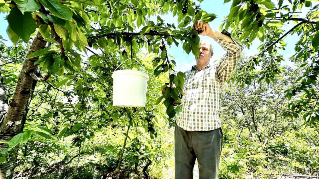 Kiraz üreticisi günlük 2 bin TL'ye işçi bulamıyor