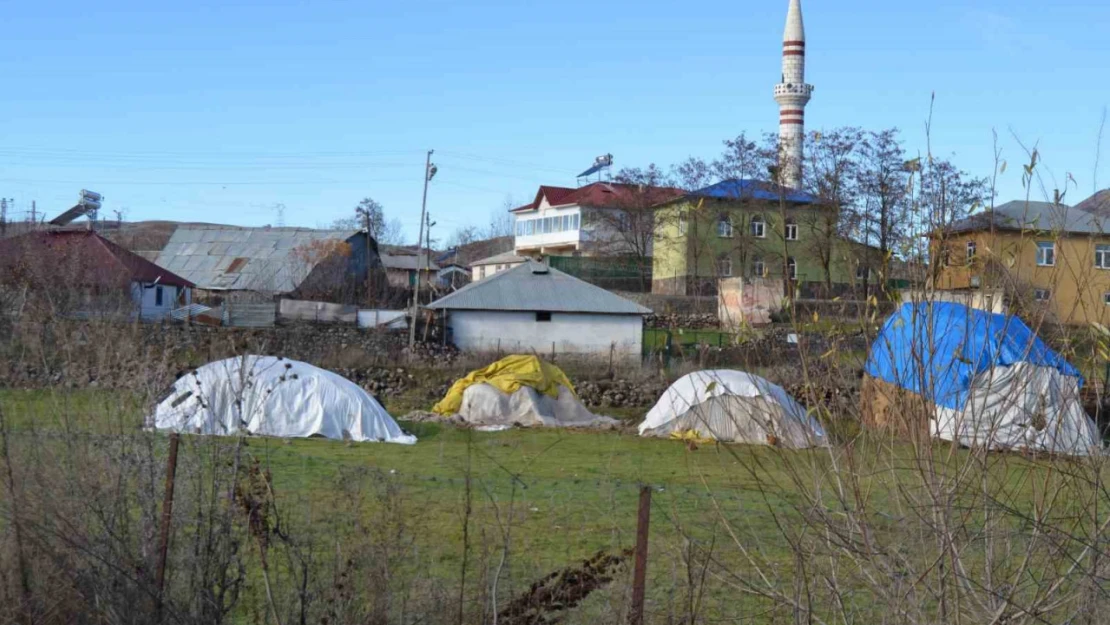 Köpeklerin yaşlı kadına saldırı anı güvenlik kamerasına böyle yansıdı