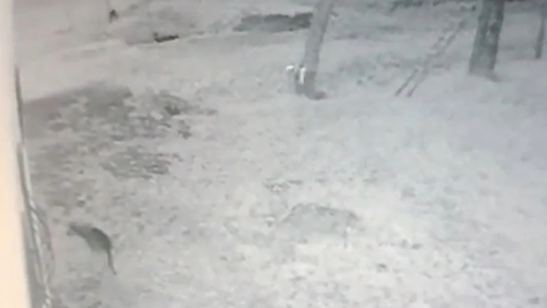 Köye inen kurt, iş yeri bahçesindeki köstebeği böyle avladı