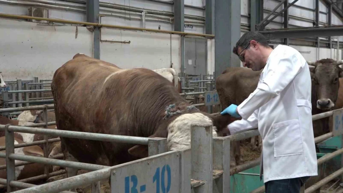 Kurban pazarında hareketlilik başladı