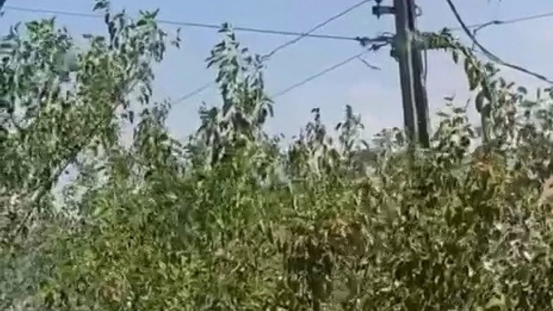 Leylek yuvası cayır cayır yandı