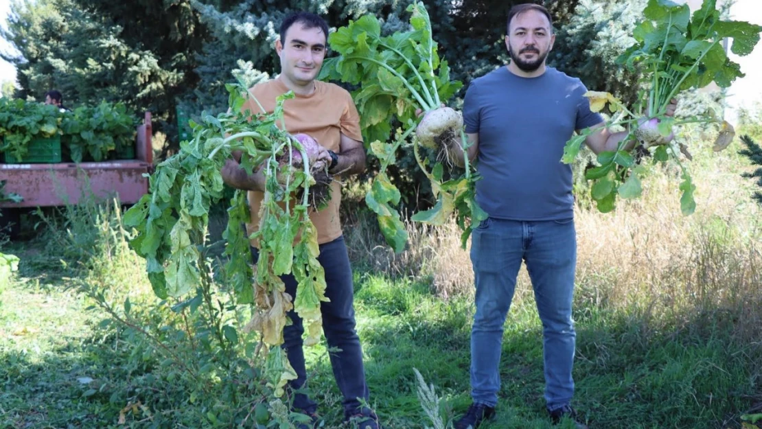 Lokman Hekim, o bitki o kadar faydalı ki tarlasının önünden geçmek bile yeterli diyor!