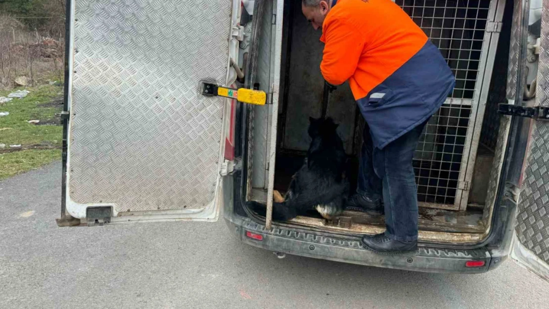 Mahalleli istedi başı boş köpekleri topladı, hayvan severlerle başı derde girdi