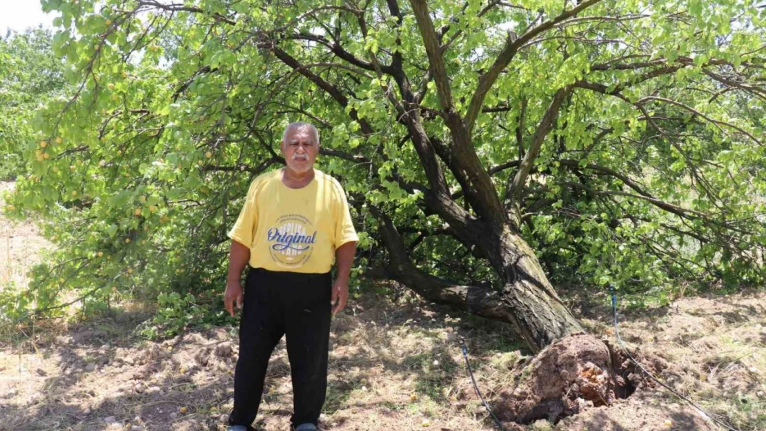 Malatya'da kayısı hasadı için gün sayan çiftçilere fırtına şoku