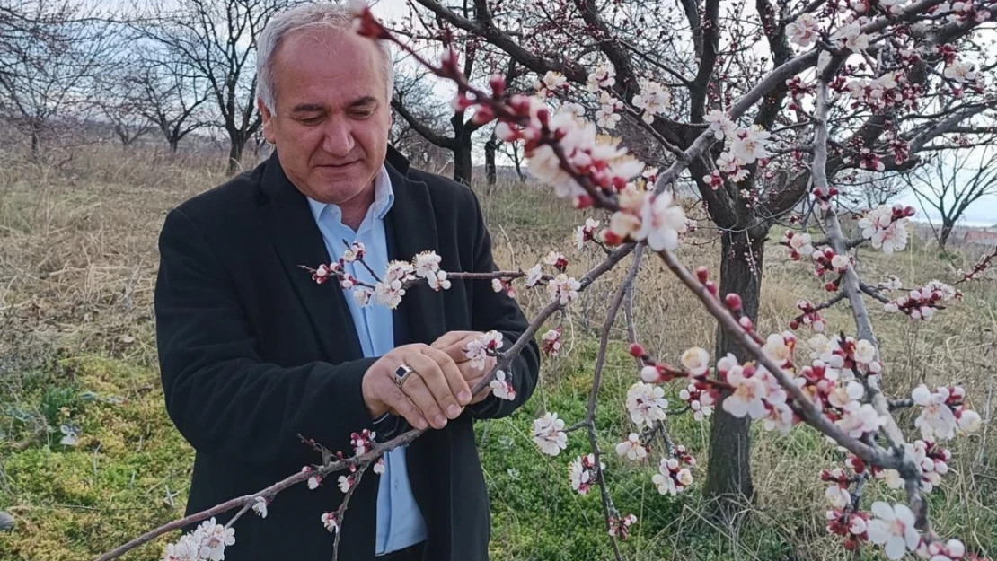 Malatya'da kayısıda zirai don tehlikesi