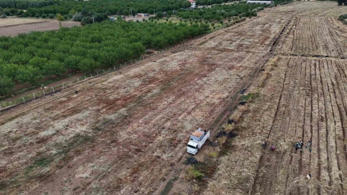 Malatya'da üretilen soğanlar Avrupa'ya ihraç ediliyor