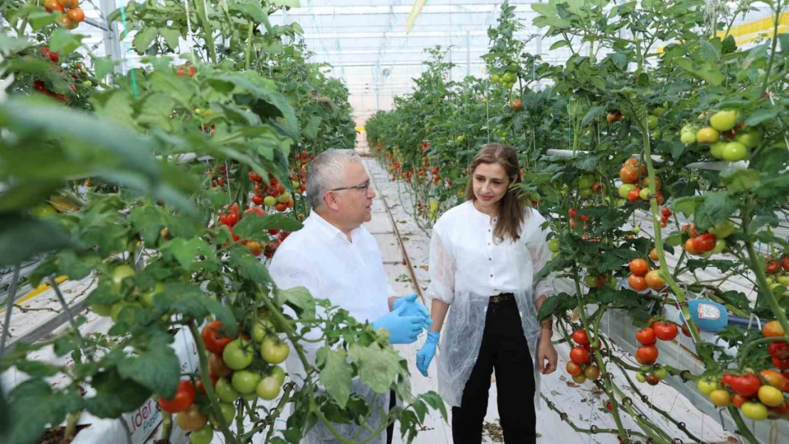 Metan gazı enerjiye, enerjiden üretilen ısı ise domatese dönüşüyor