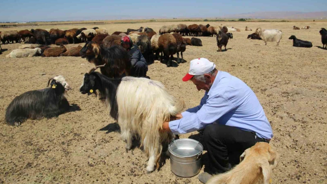 Muş Ovası'nda kadınlar değil erkekler sağım yapıyor