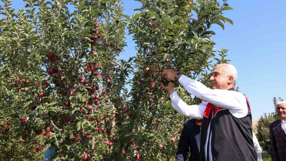 Muş'ta elma hasadından 25 milyon lira gelir bekleniyor