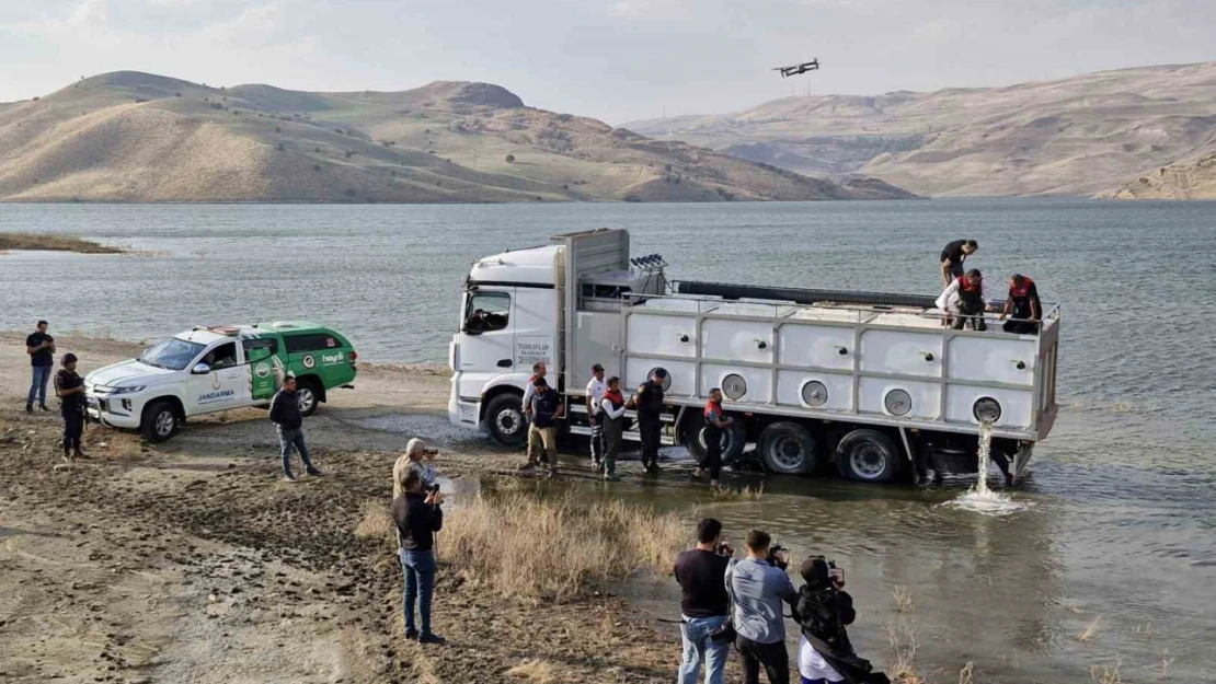 Muş'ta göl ve baraj göletlerine 4 milyon yavru sazan bırakıldı