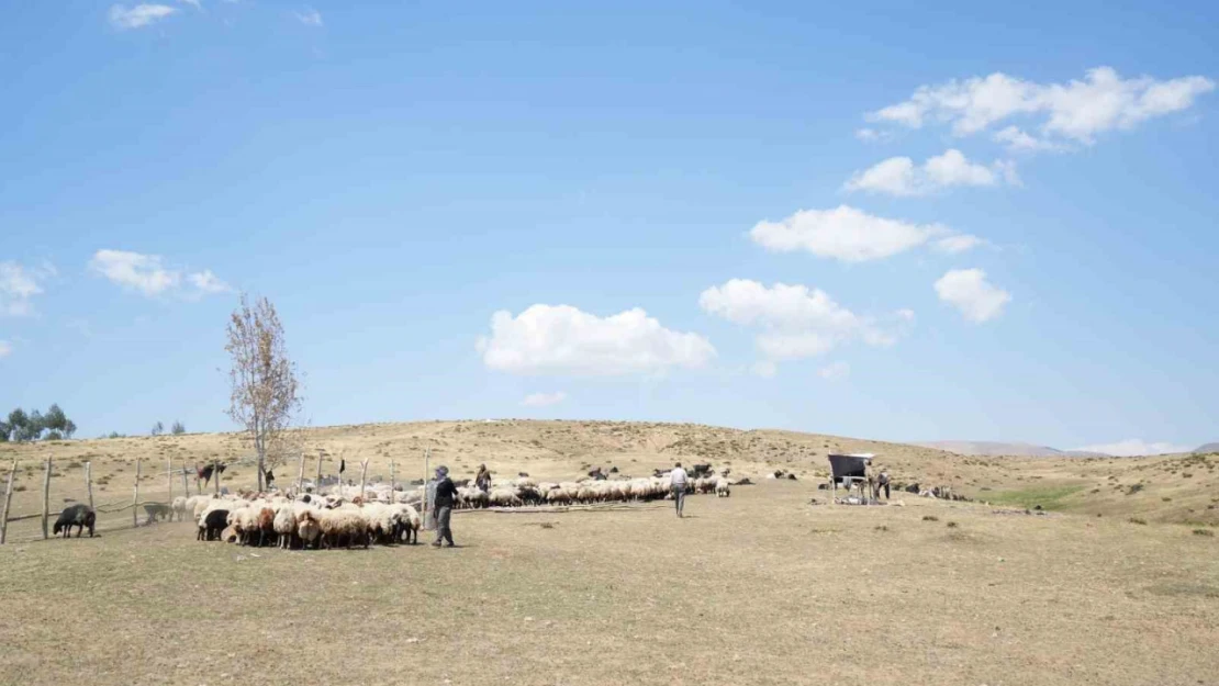 Muş'ta güneşten önce uyanan kadınların zorlu yayla mesaisi devam ediyor