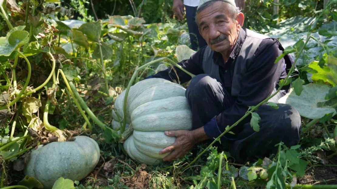 Muşlu çiftçi 50 kiloluk bal kabağı yetiştirdi