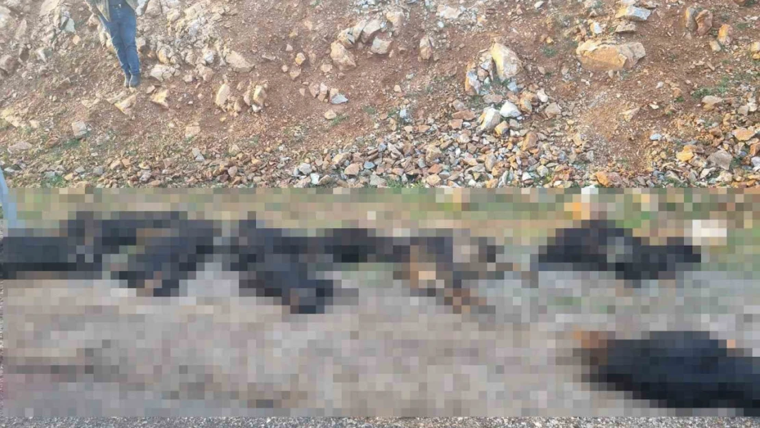 Mutki'de yıldırım düştü: 17 koyun telef oldu