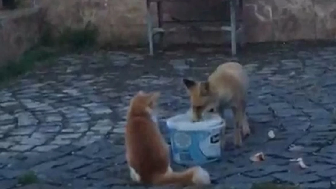 Nemrut Dağı'nda kedi ile tilki aynı kapta yemek yedi