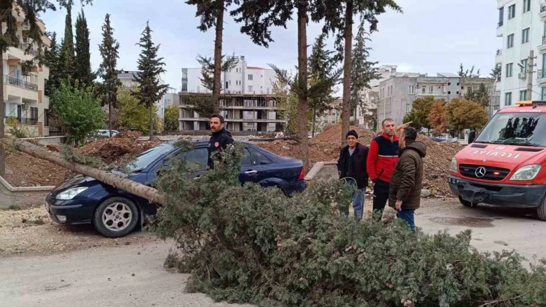 Park halindeki otomobilin üzerine ağaç devrildi