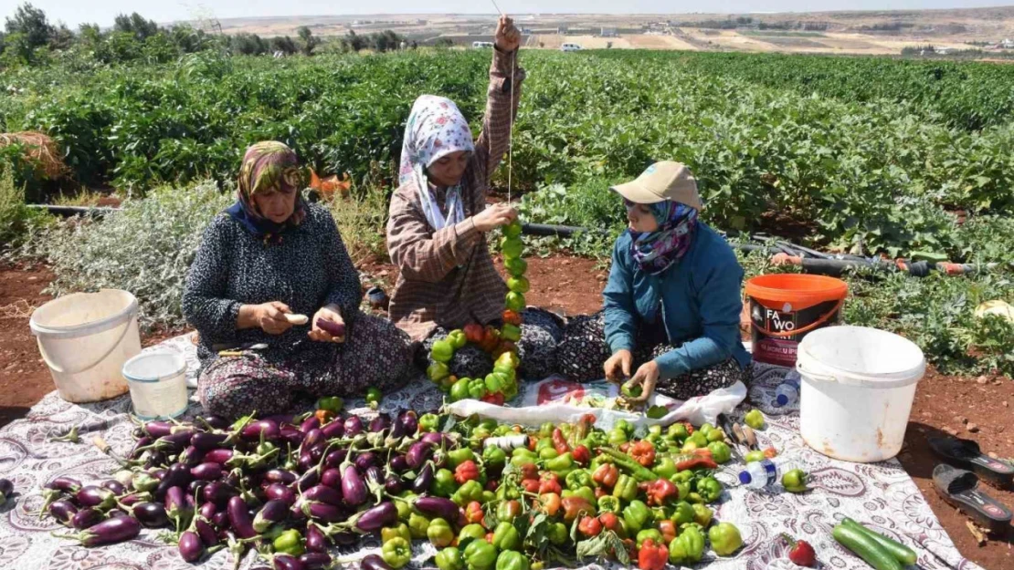 Patlıcan ve biberler kadınların elinde Gaziantep'in tescilli lezzeti 'kurutmalık' oluyor