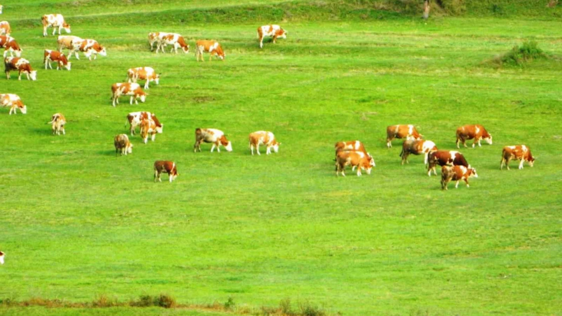 Posof'ta bahardan kalma günler