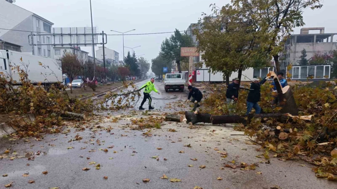 Rüzgar nedeniyle devrilmek üzere olan ağaç korkuttu