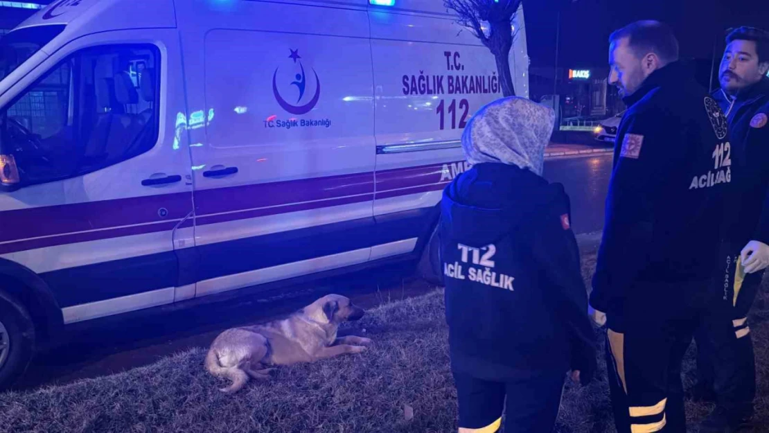 Sağlık çalışanları yağmurlu havada yaralı köpeğin başında dakikalarca bekledi