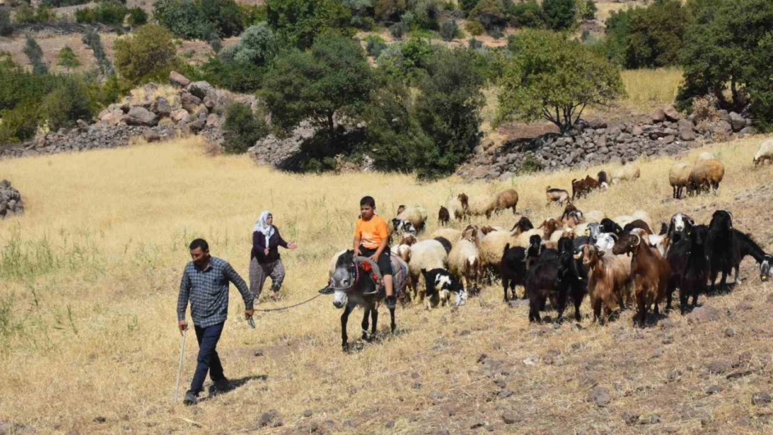 Şahinbey Belediyesi'nin destekleri ile hayvan yetiştiriciliği arttı