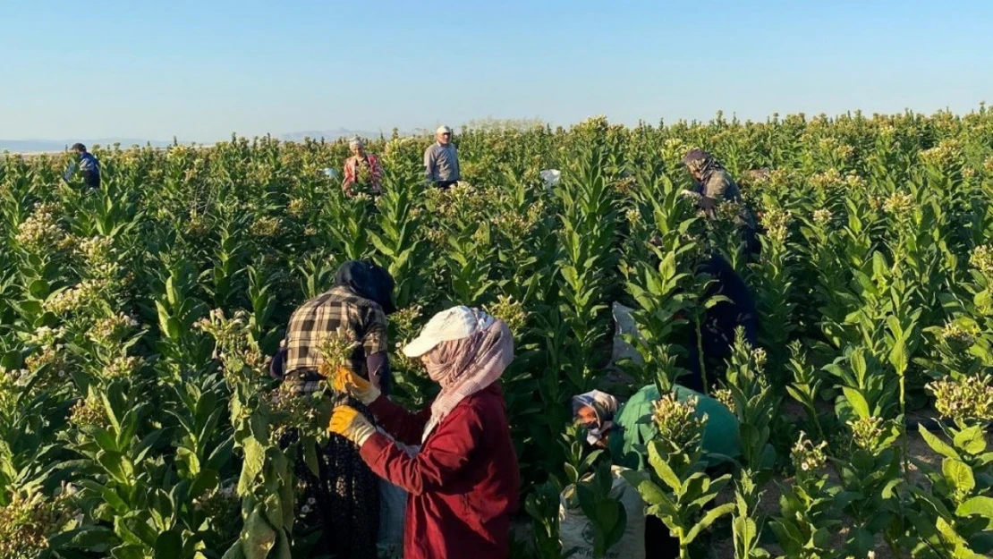 Samsat'ta tütün hasadı başladı