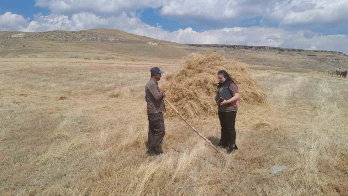 Sarıkamış'ta hasat vakti, Çiftçiler ektiklerini topluyor