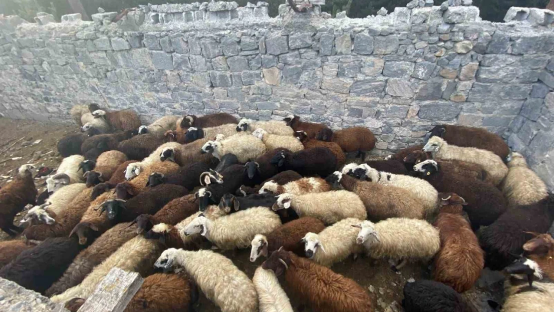 Sarıkamış'ta maskeli hırsızlar tarafından çalınan hayvanlar bulundu