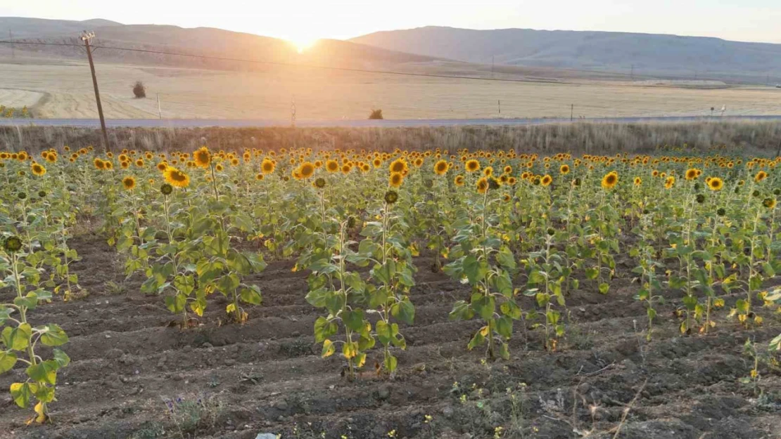 Sivas'ta ayçiçek üretiminde rekor artış