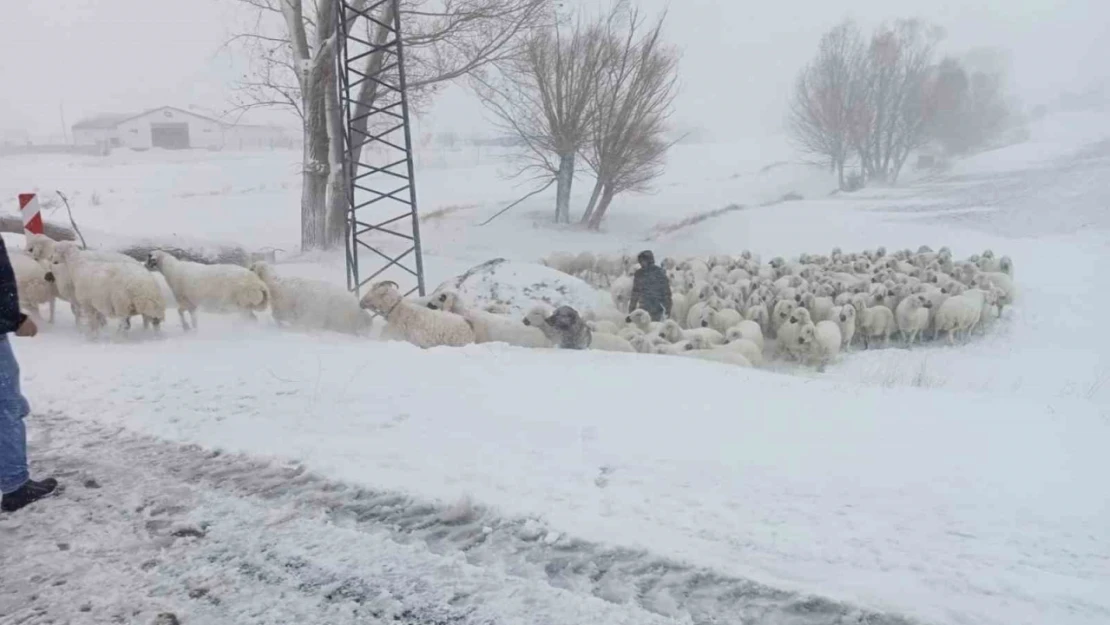 Sivas'ta sürüsü ile mahsur kalan çobanı Özel İdare ekipleri kurtardı