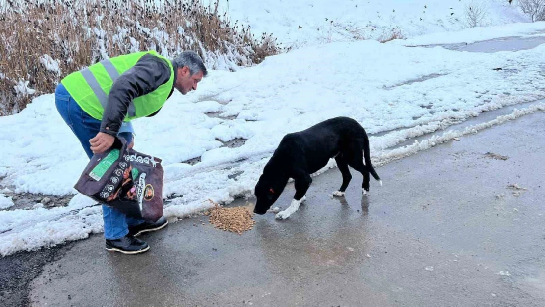 Sokak hayvanları için besleme çalışması yapıldı