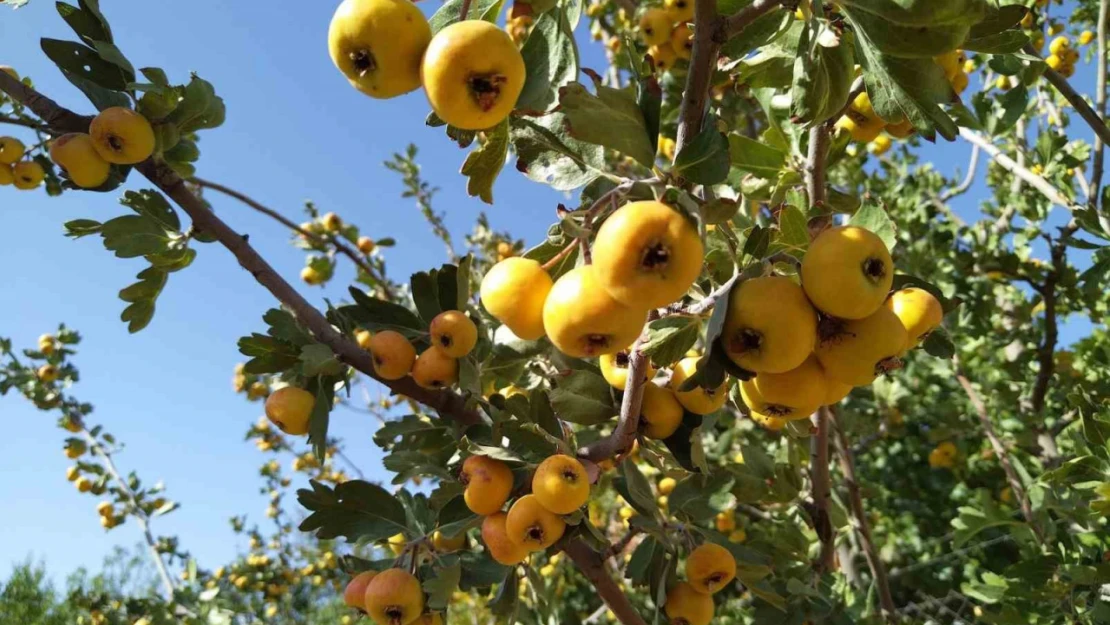 Sonbaharın aromatik meyvesi 'alıç' tezgahtaki yerini aldı