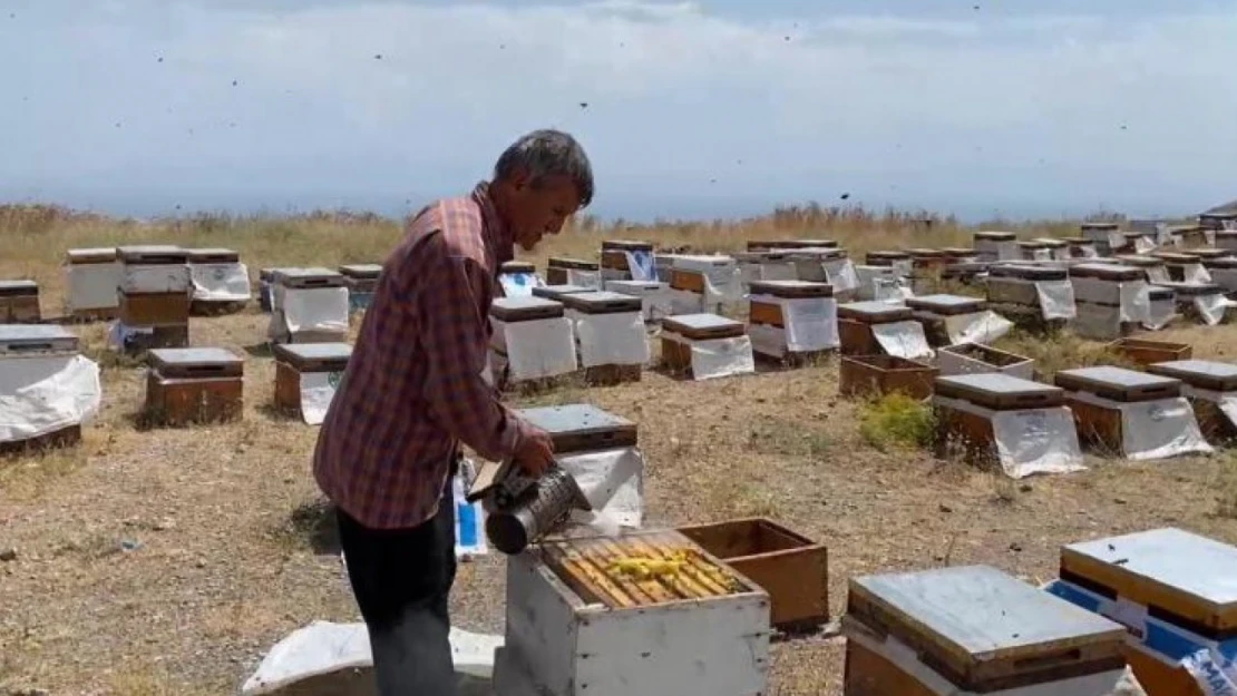 Süphan Dağı eteklerinde bal sağımı