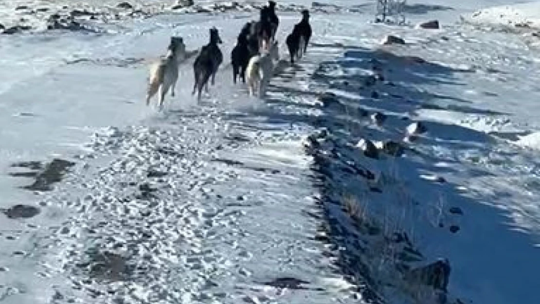 Sürü halindeki yılkı atları görüntülendi