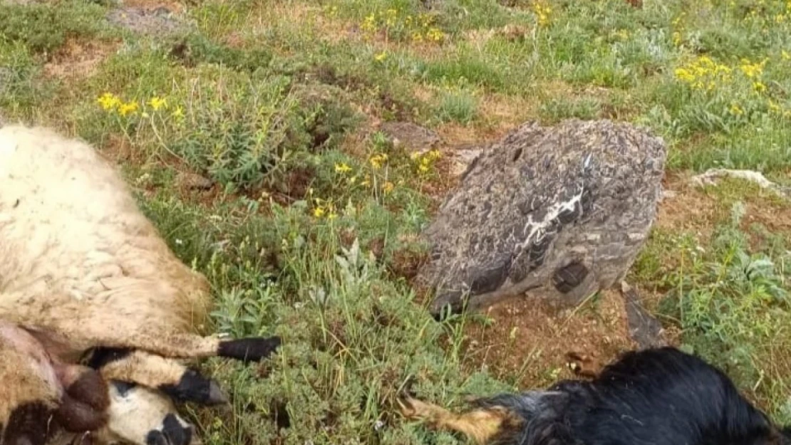 Sürüye yıldırım isabet etti, 23 küçükbaş hayvan telef oldu