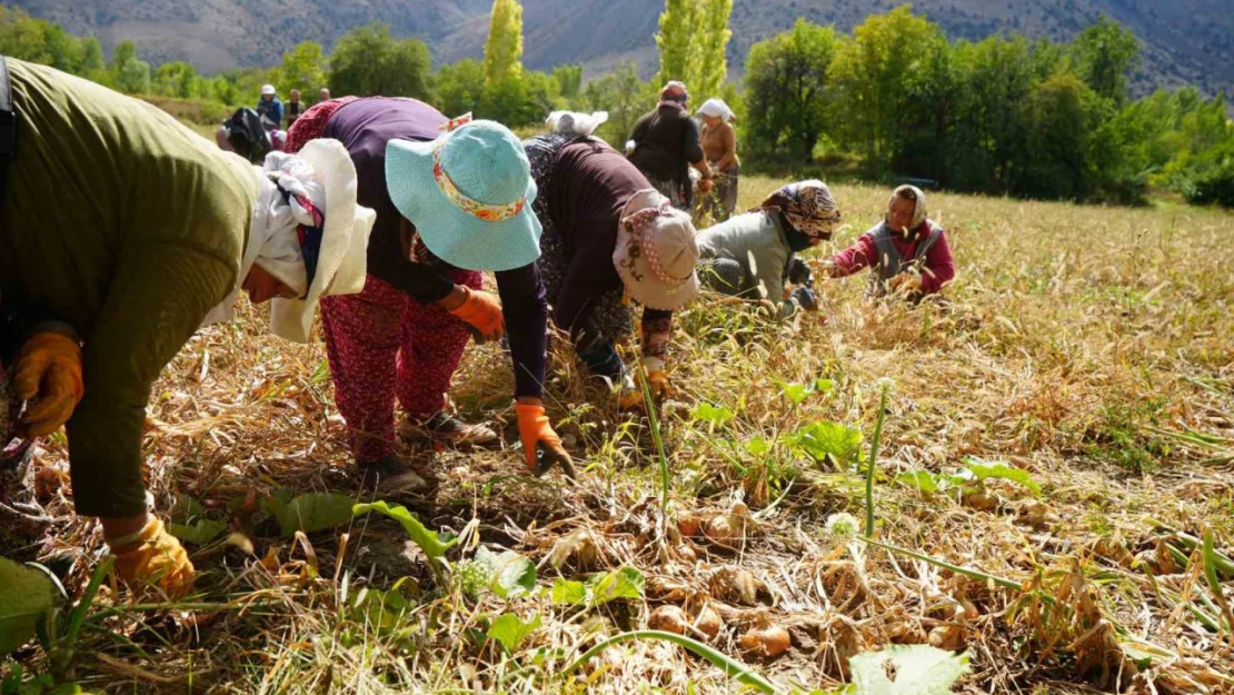 Tarımsal üretimin gerçek kahramanları kadınlardır