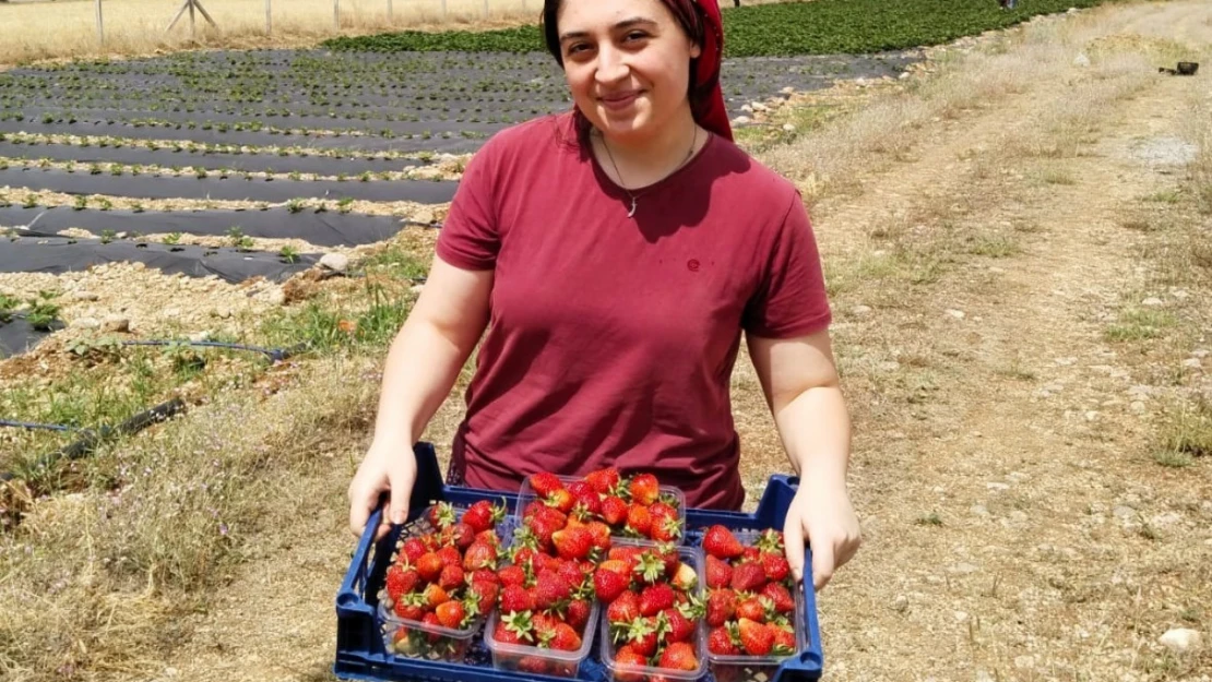 Tatlısu köyü, Çileğin merkezi olacak