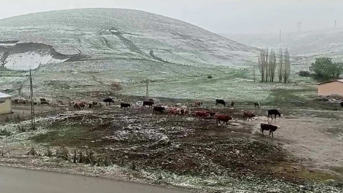 Tekman'da kar sürprizi