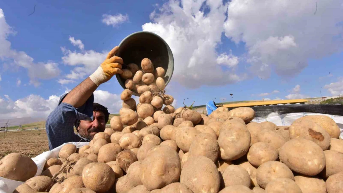 Türkiye'nin patates ambarlarından Ahlat'ta hasat başladı