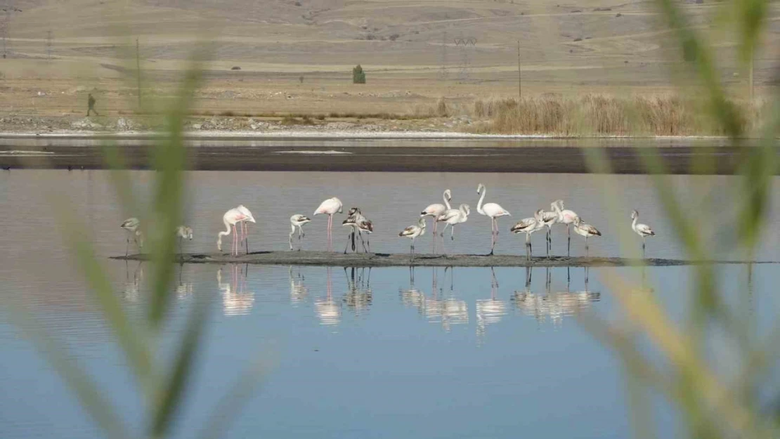 Ulaş Gölü'nde flamingo sürprizi, kuraklıkla boğuşan göl renklendi