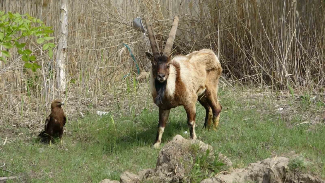 Van'da 400 yaban hayvanı tedavi edildi: Yüzde 60'ı doğaya dönüş yaptı