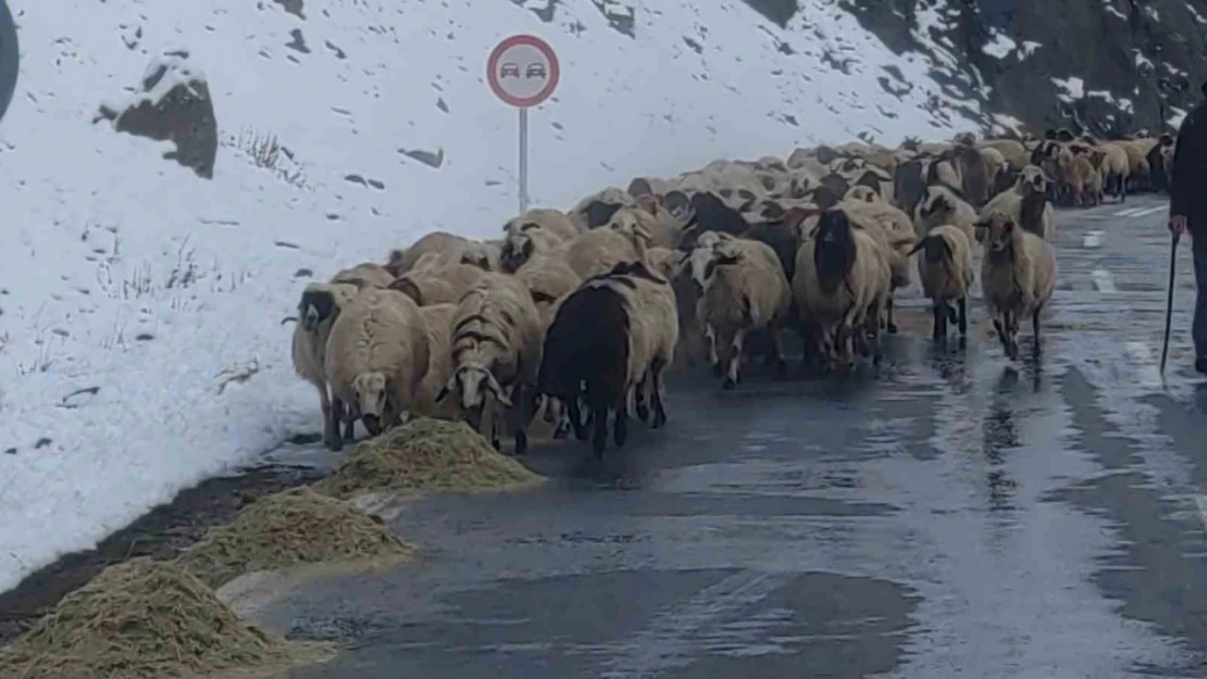 Van'da besicilerin zorlu kış mesaisi başladı