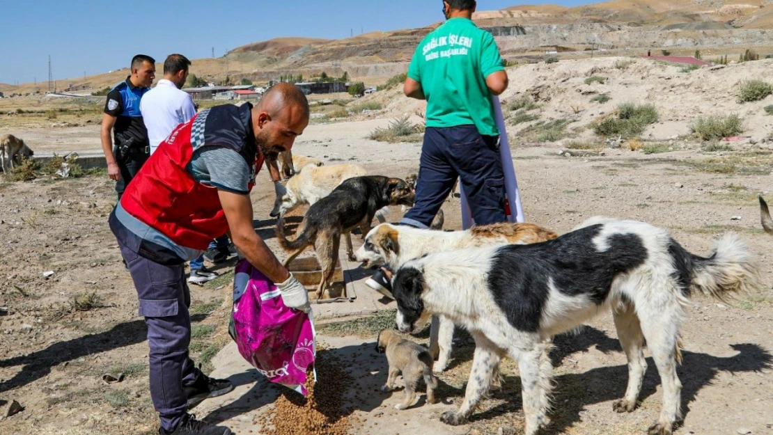 Van'da bir yılda 10 bin 595 sokak hayvanı tedavi edildi