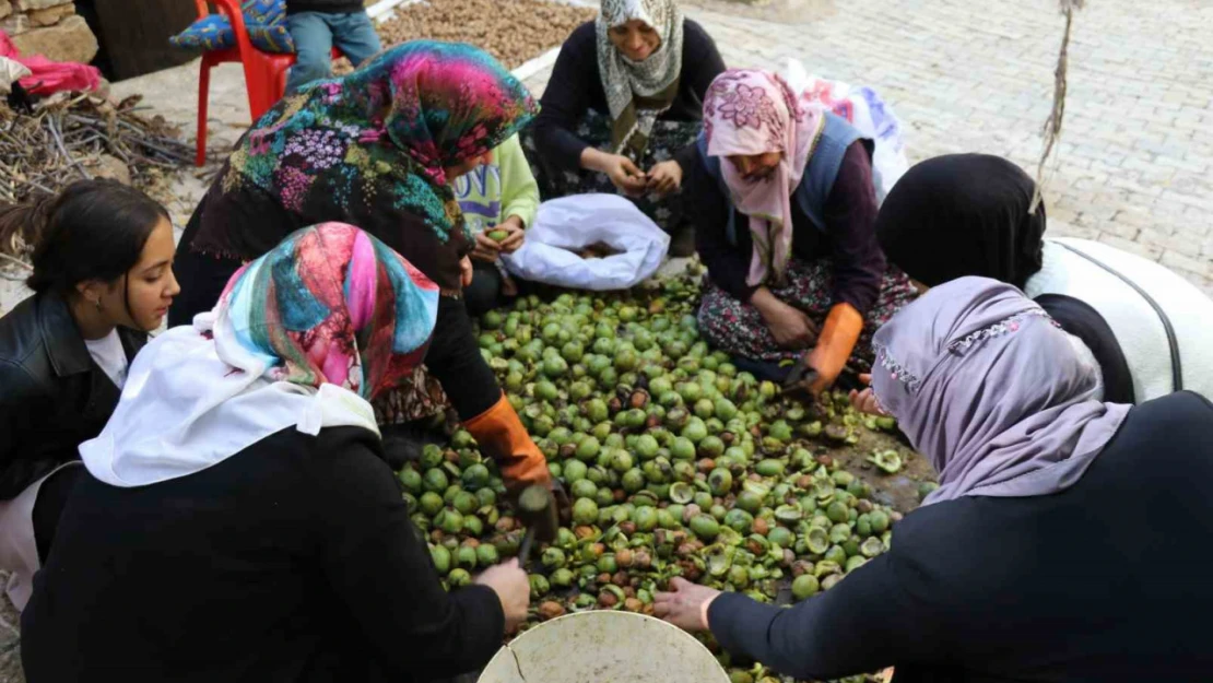 Van'da ceviz hasadı uzun sırıklarla yapılıyor