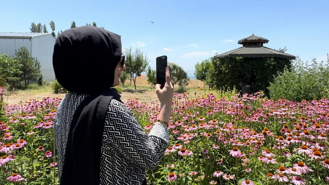 Van'da tıbbi bitkiler, doğal fotoğraf stüdyosuna döndü