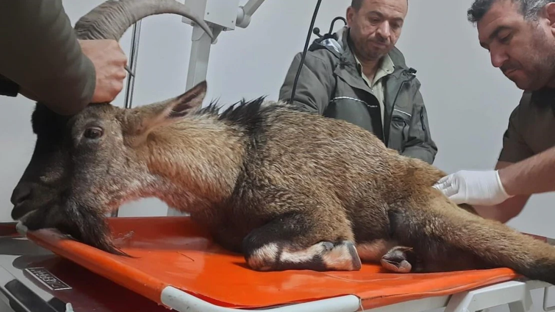 Yaralı dağ keçisi tedavi altına alındı