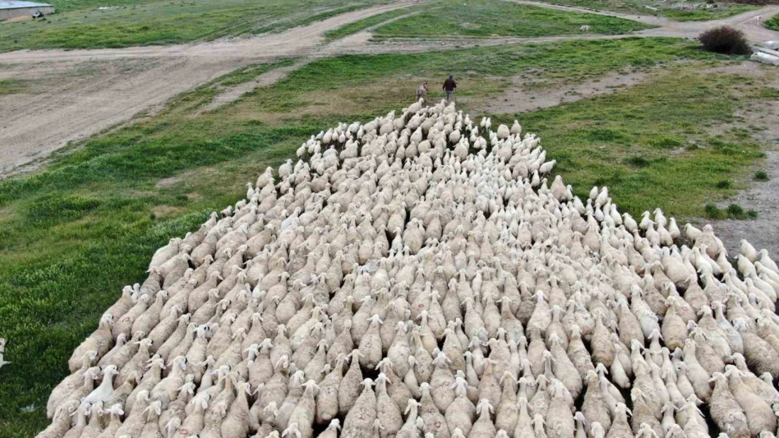 Yerli 'Kangal akkaraman' koyununda iyi bakım doğum oranını arttırdı