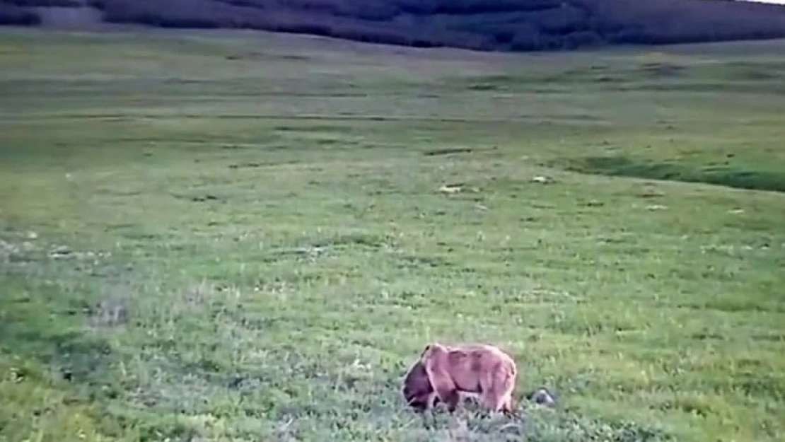 Yeşeren otlarla beslenen bozayı böyle görüntülendi